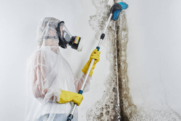 Best Emergency Mold Removal  in Preston, TX