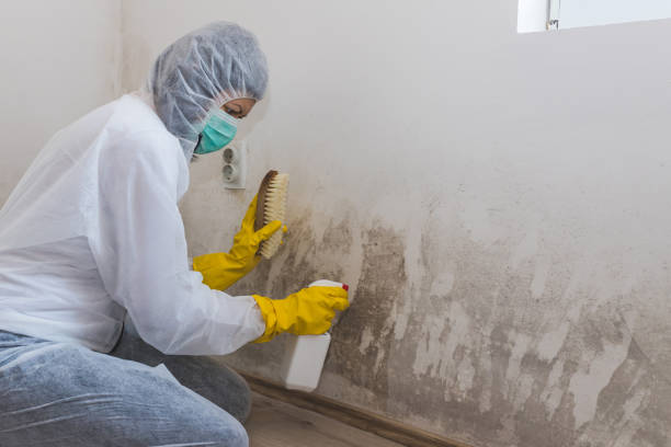 Office Mold Removal Services