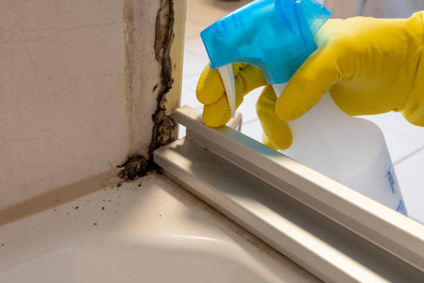 Trusted Preston, TX Mold Removal Experts