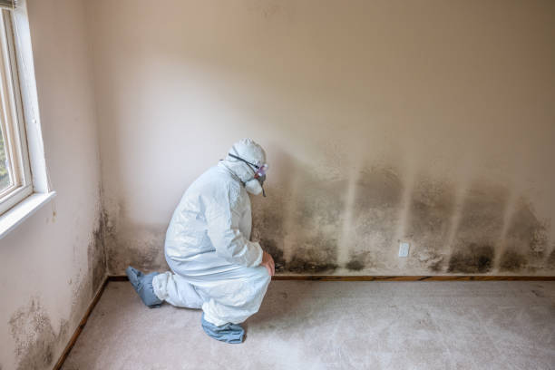 Best Local Mold Removal Service  in Preston, TX