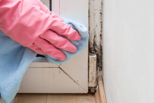 Best Mold Cleaning Services  in Preston, TX