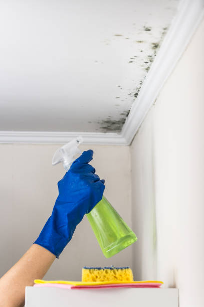 Best Local Mold Removal Service  in Preston, TX