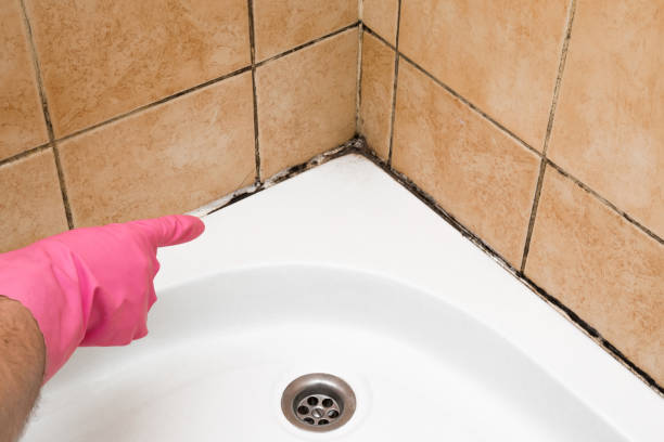 Best Affordable Mold Removal  in Preston, TX